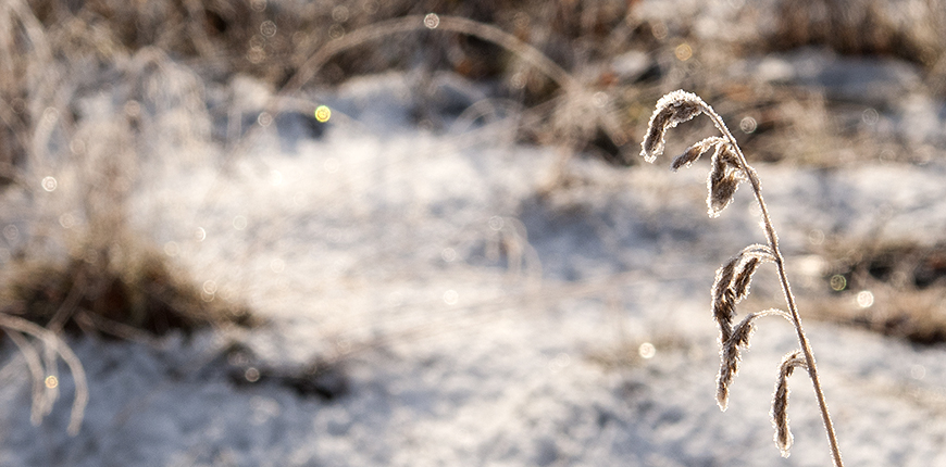 Ax fyllda med frost i morgonsol