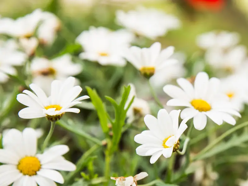 Närbild på vita präskragar som blommar på en äng