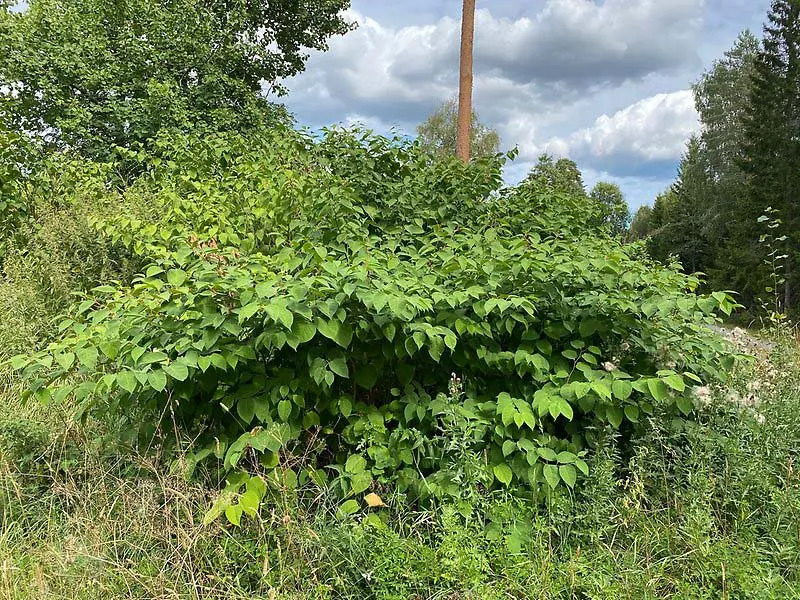 Ett stort bestånd med Parkslide