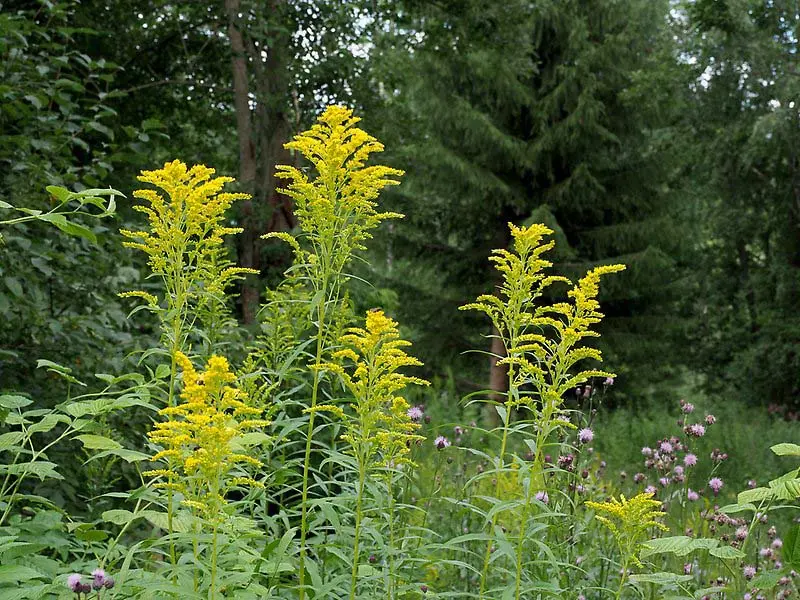 Kanadensiskt gullris med gula blommor. I bakgrunden en skog