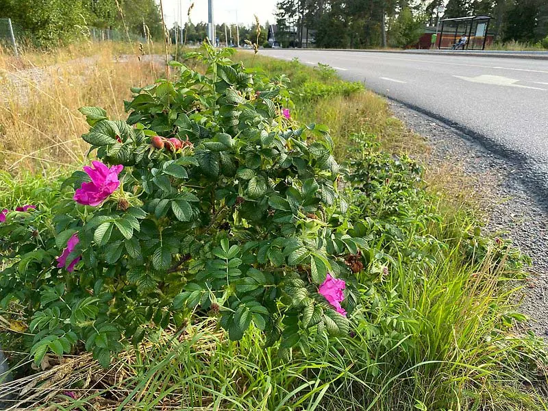 Vresros som blommar med röda blommor vid en vägkant