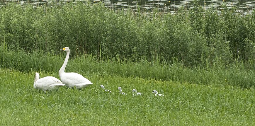 Hofors kommun